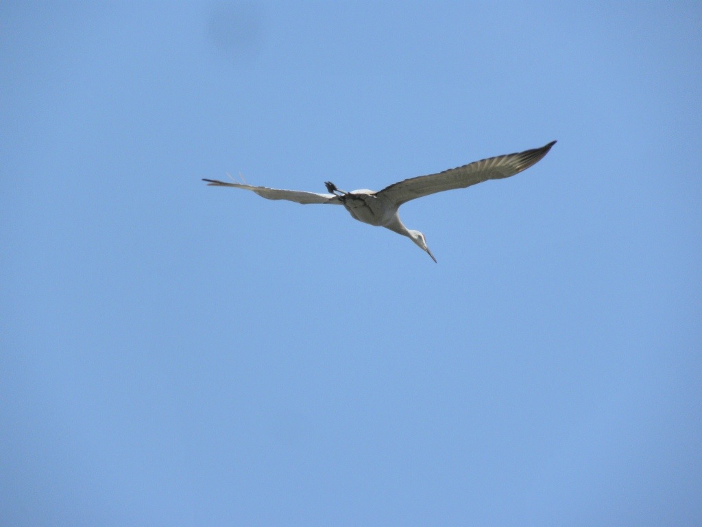 Sandhill Crane circling