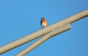 Eastern Bluebird