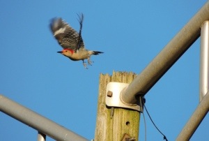 Red-bellied Woodpecker - just leaving