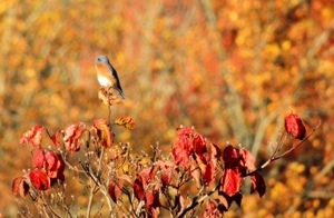 Eastern Bluebird on Flowering Dogwood