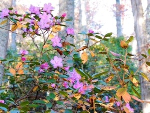 PJM Rhododendrons in half-hearted flowe.