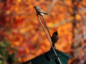 Eastern Tufted Titmouses