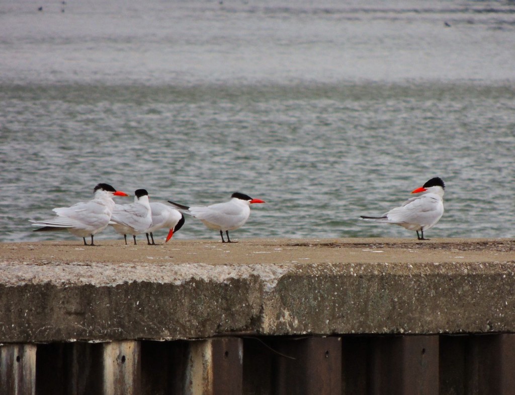 A gossip of Caspian Terns