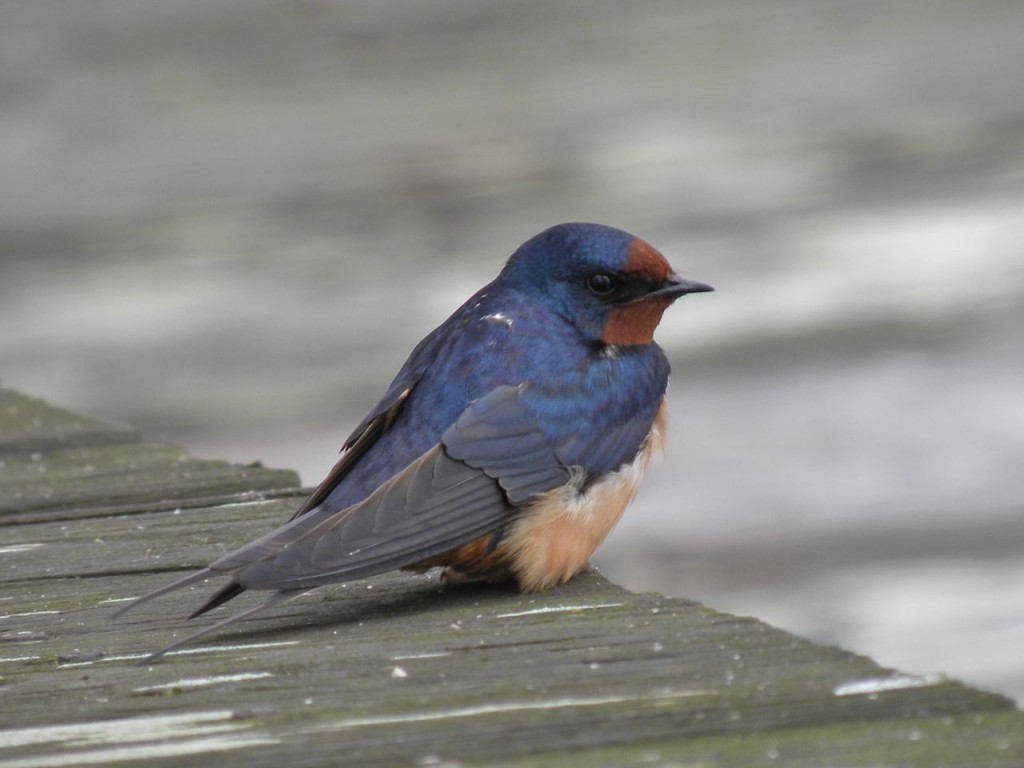 Barn-Swallow.