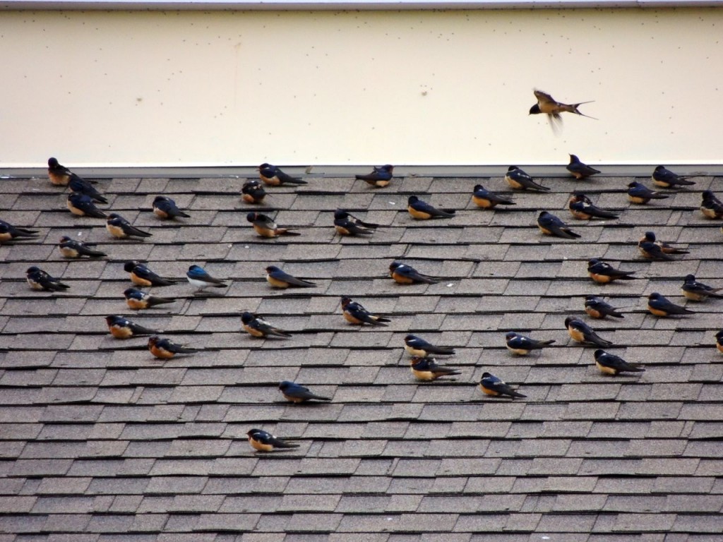 Barn Swallows & one Tree Swallow