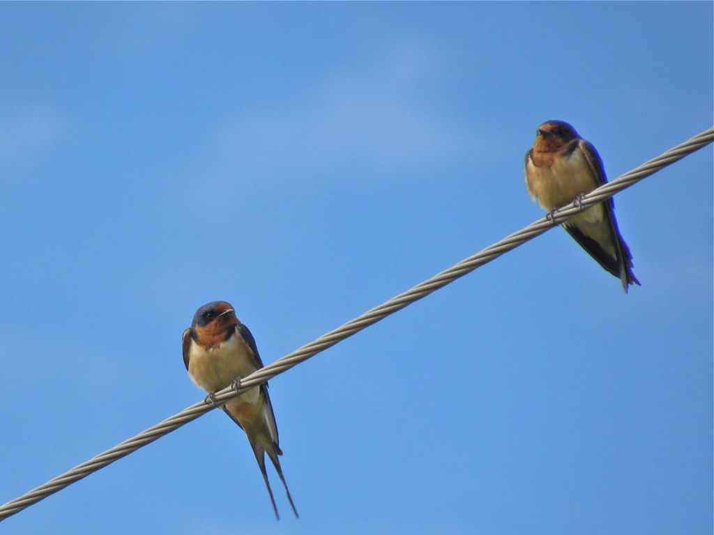 Barn Swallows. July 20 2012