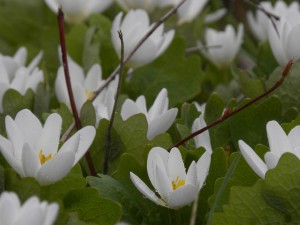 Bloodroot. River Rd Cayuga