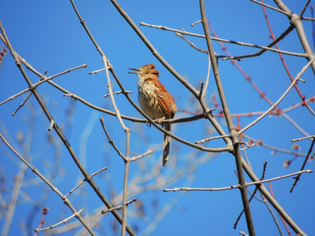 Brown Thrasher in full-on song