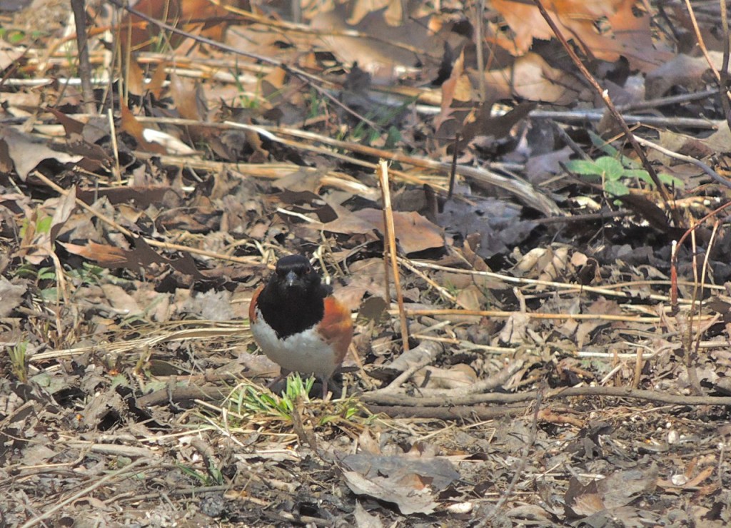 Eastern Towhee