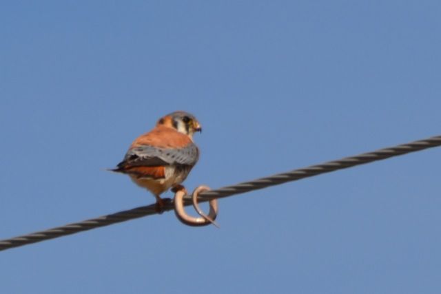 Kestrel and Garter Snake Copyright R Sadowska.