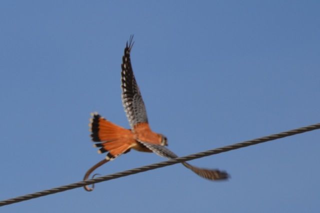 Kestrel and snake Take off.  Copyright R Sadowska.