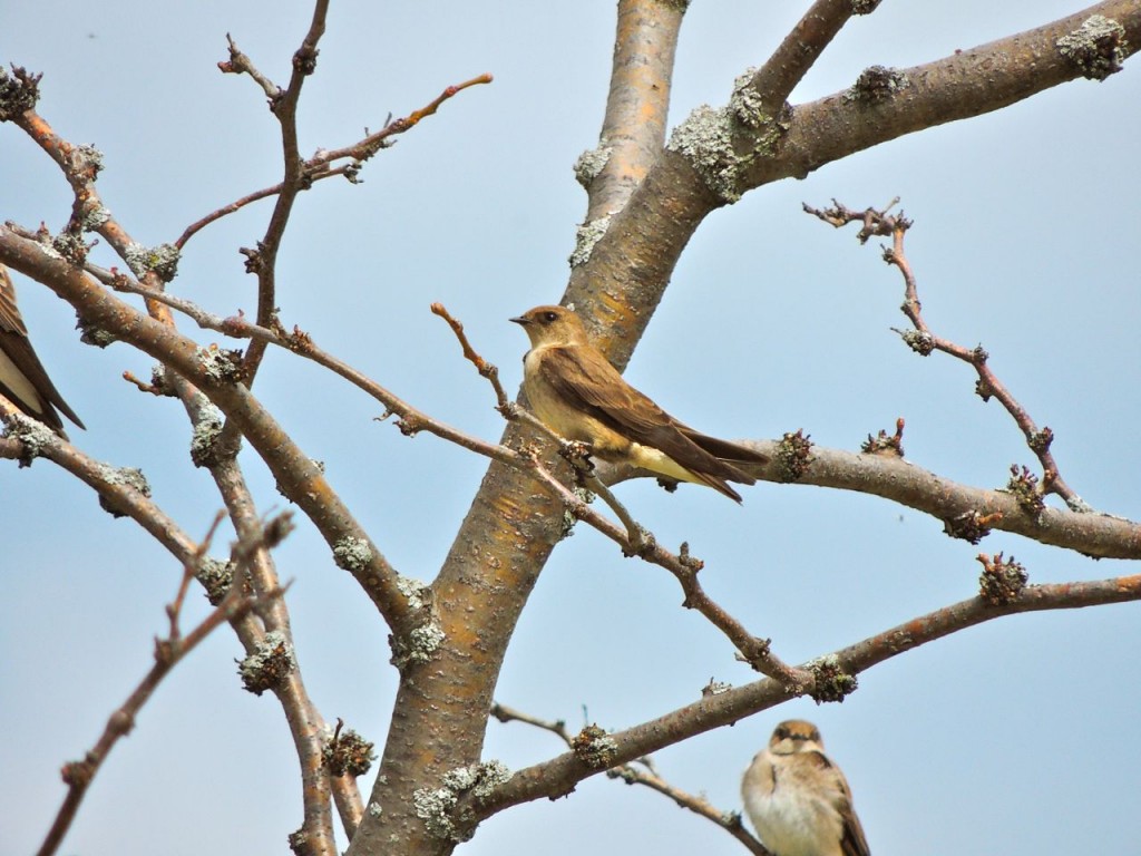 Northern Rough-winged Swallow