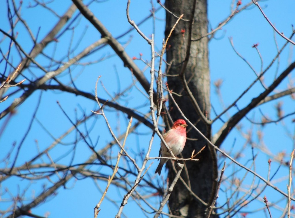 Purple Finch