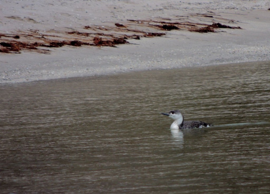 Red-throated Loon