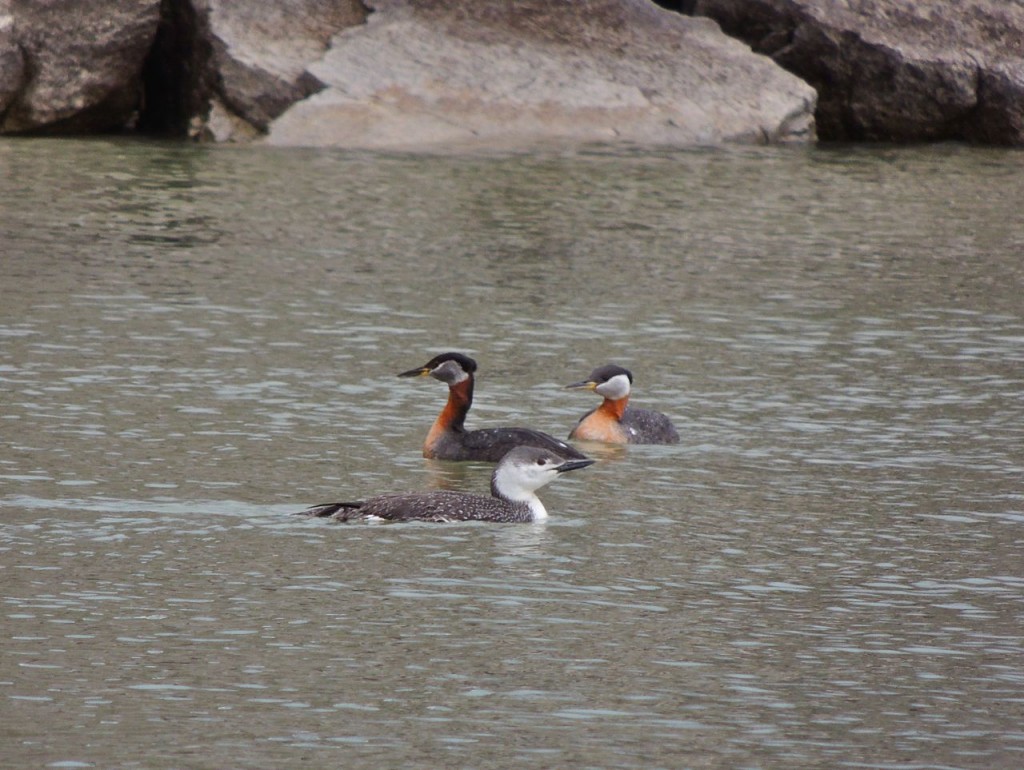 Red-throated Loon & Red-necked Grebes