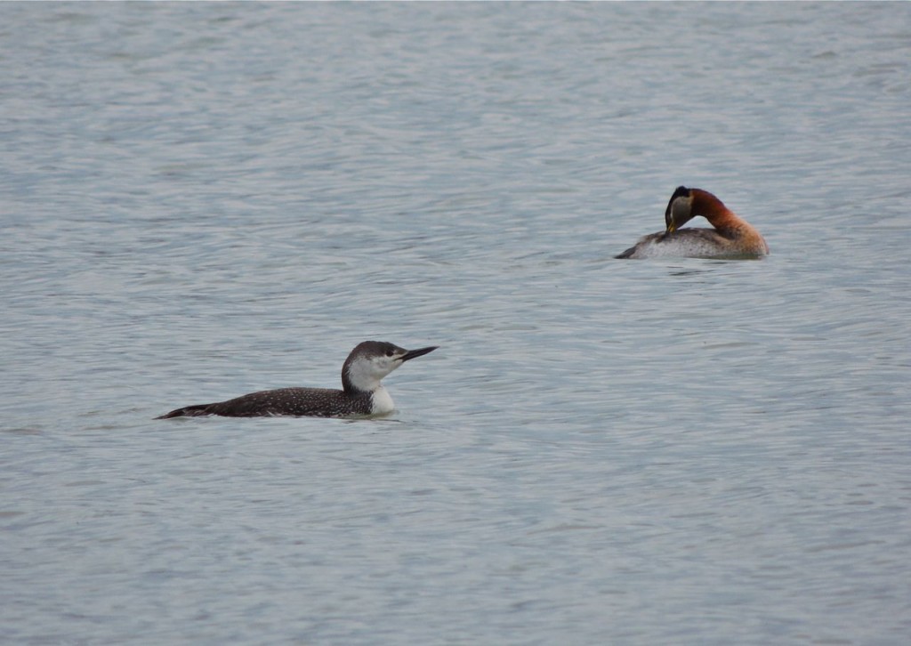 Red-throated Loon & Red-necked Grebe