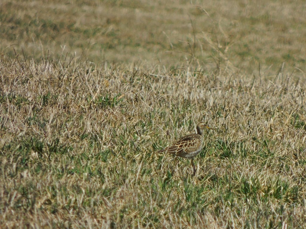 Upland Sandpiper