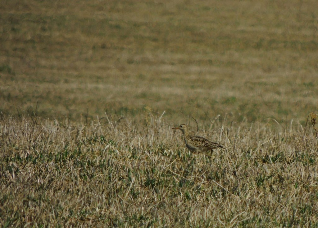 Upland Sandpiper