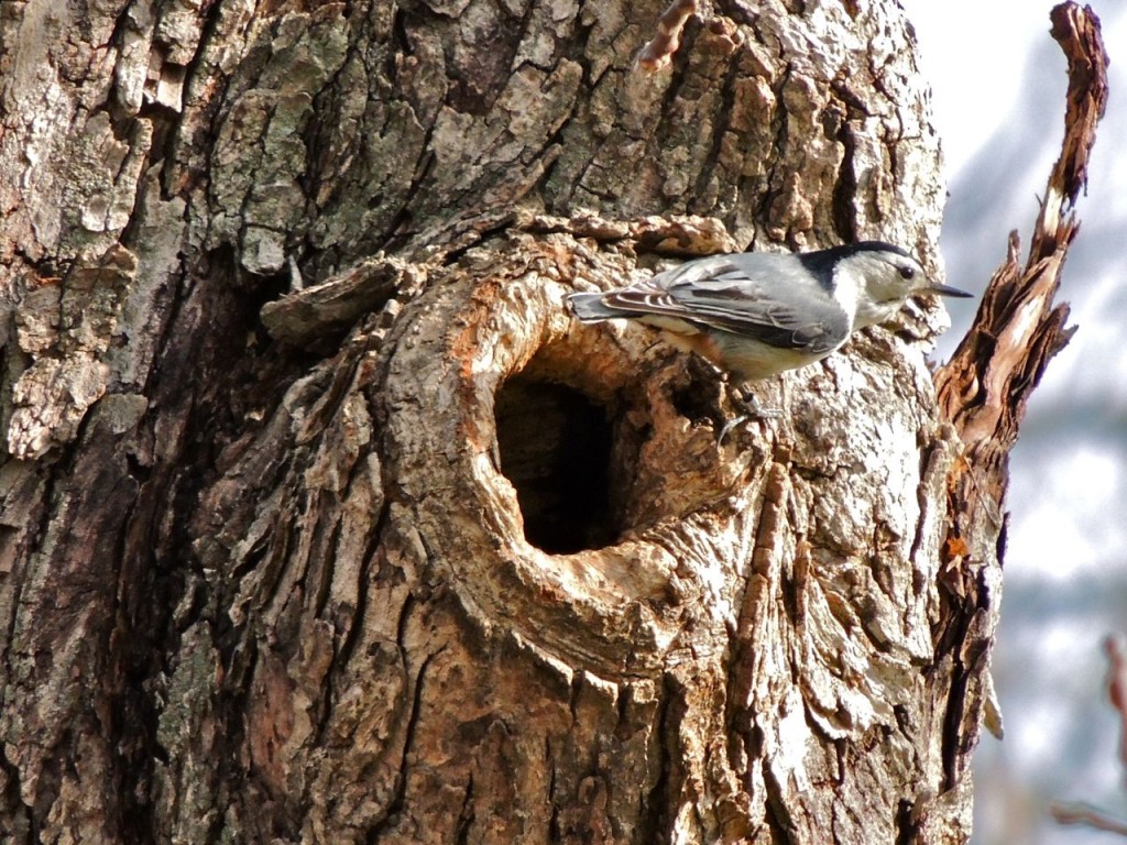 White-breasted-Nuthatch