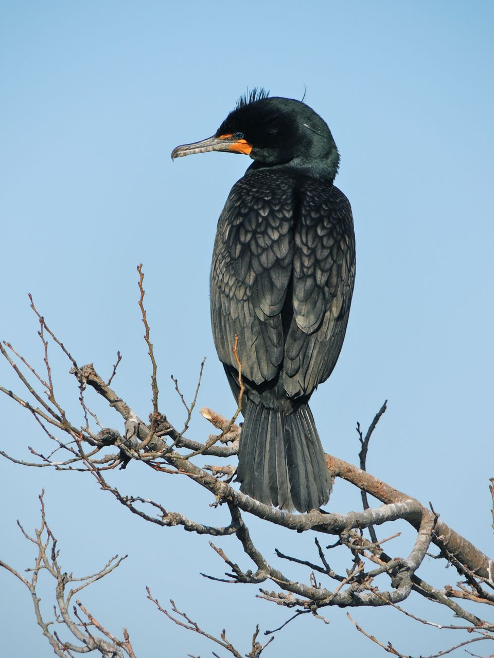 bashful Double-crested Cormorant