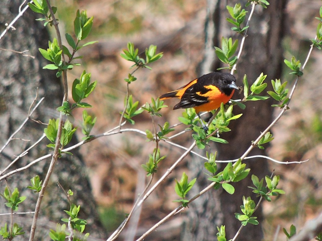 Baltimore Oriole. Cootes North Shore