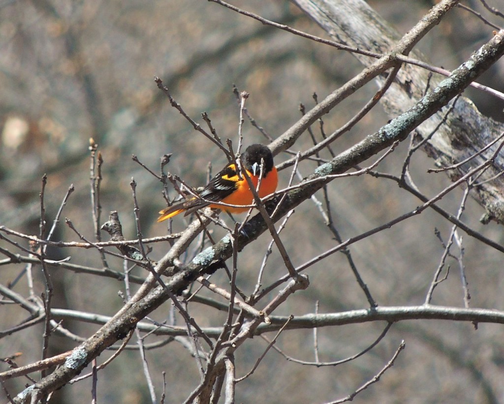 Baltimore Oriole