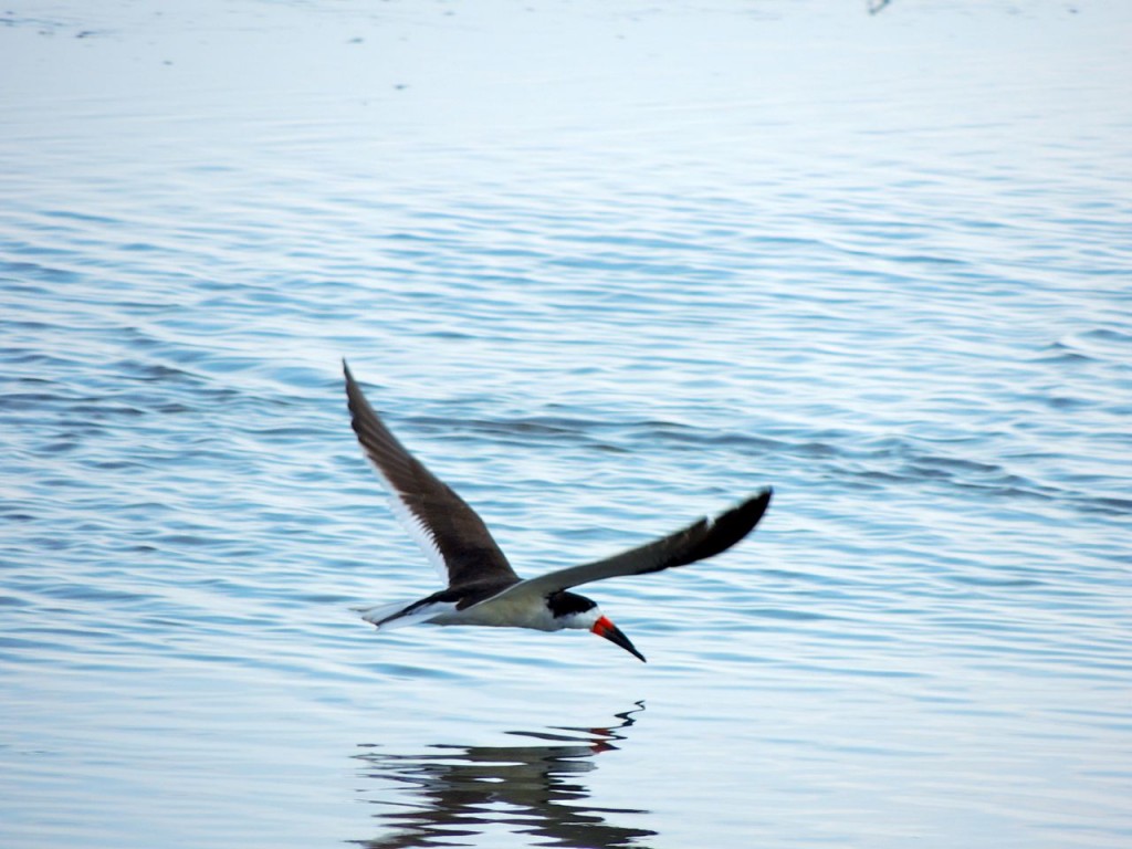 Black Skimmer