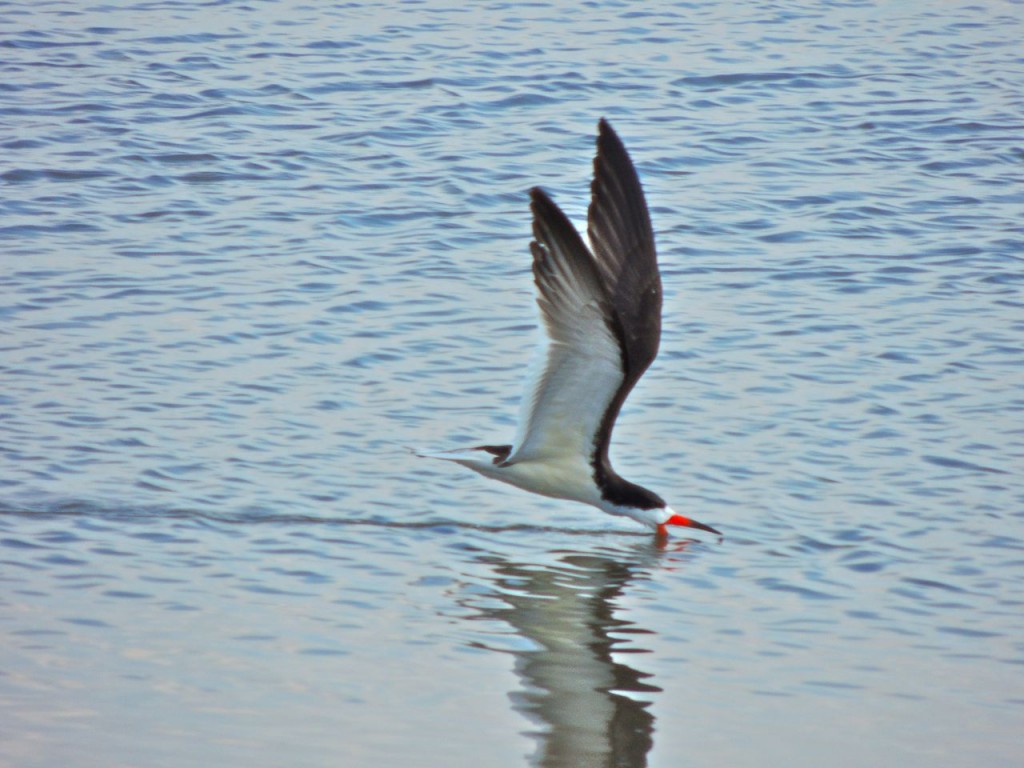 Black Skimmer skimming