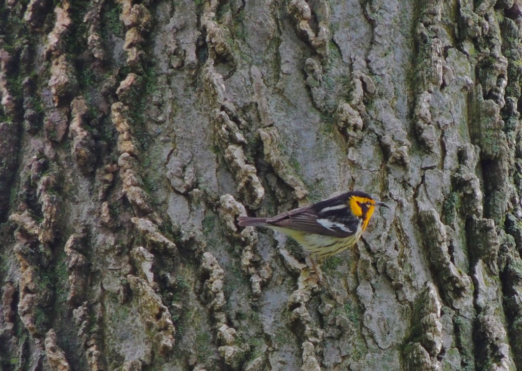 Blackburnian Warbler (male)