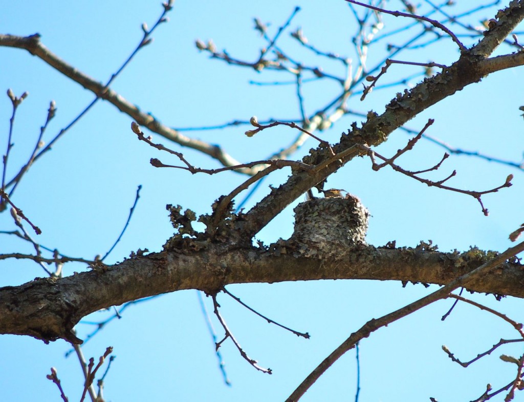 Blue-gray Gnatcatcher on nest