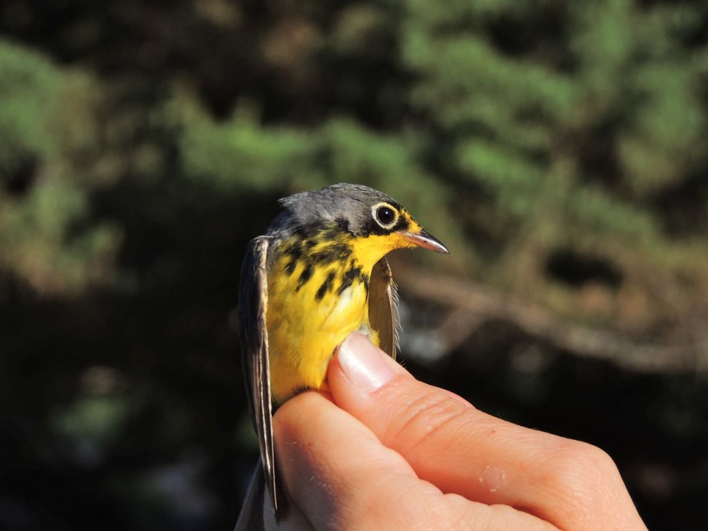 Canada Warbler