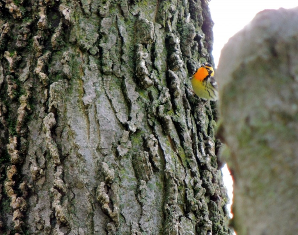 Blackburnian Warbler (male)