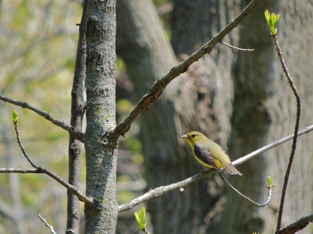 Female Scarlet Tanager