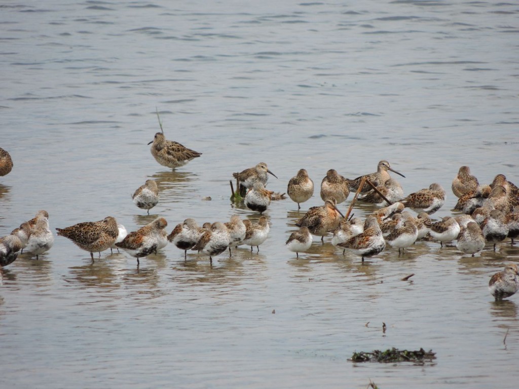 Dunlin and Short-billed Dowitchers