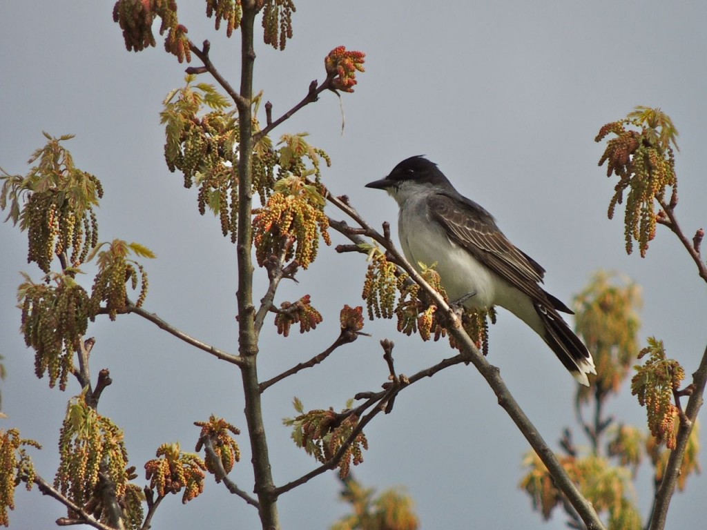 Eastern Kingbird - My Bird of the Day