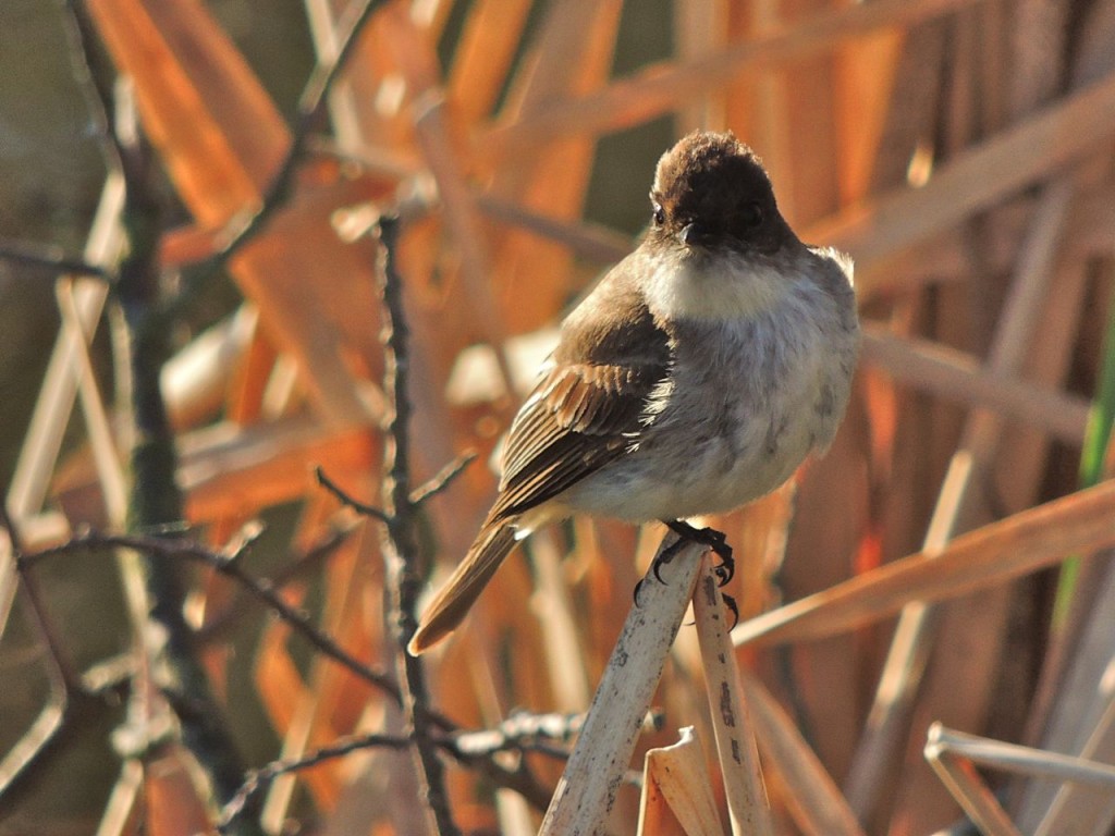 Eastern Phoebe