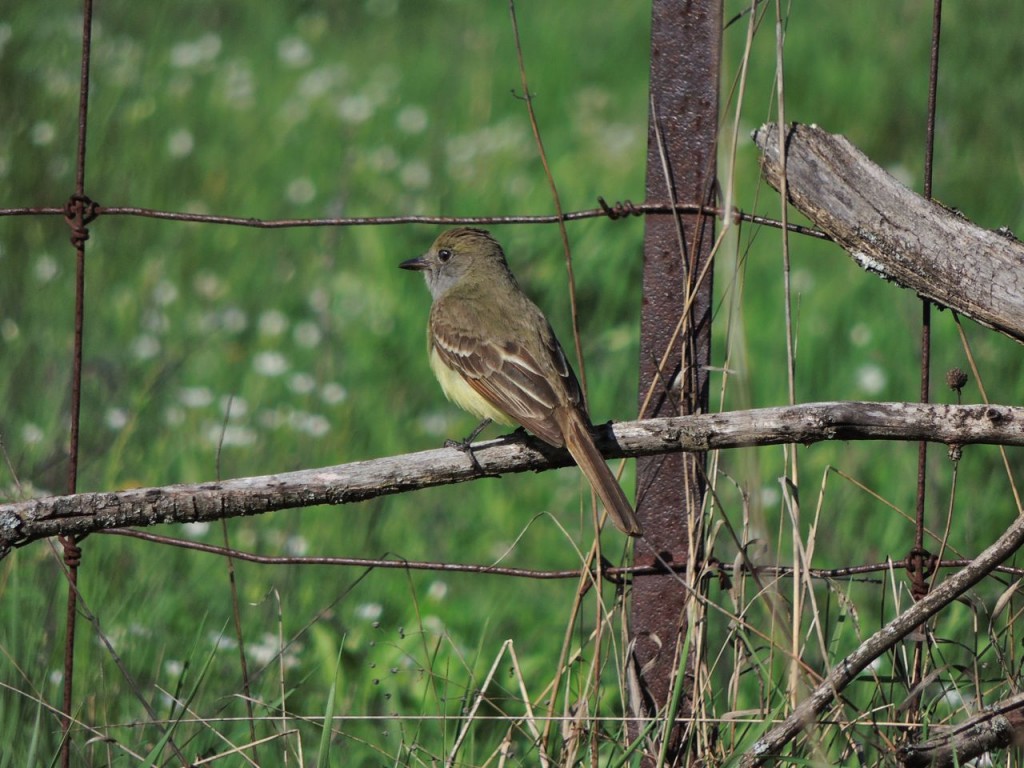 Great-crested Flycatcher