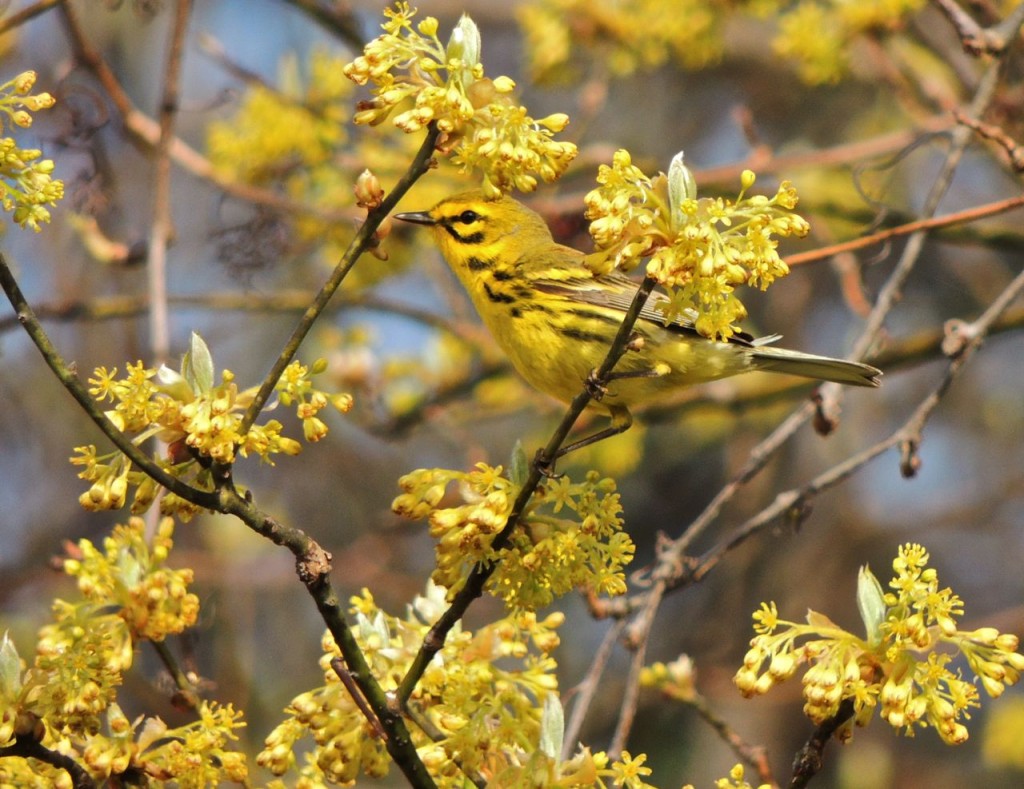 Prairie Warbler in Sassafrass flowers