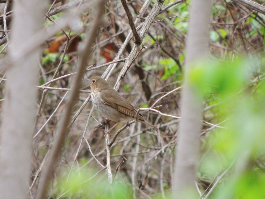 Swainson's Thrush