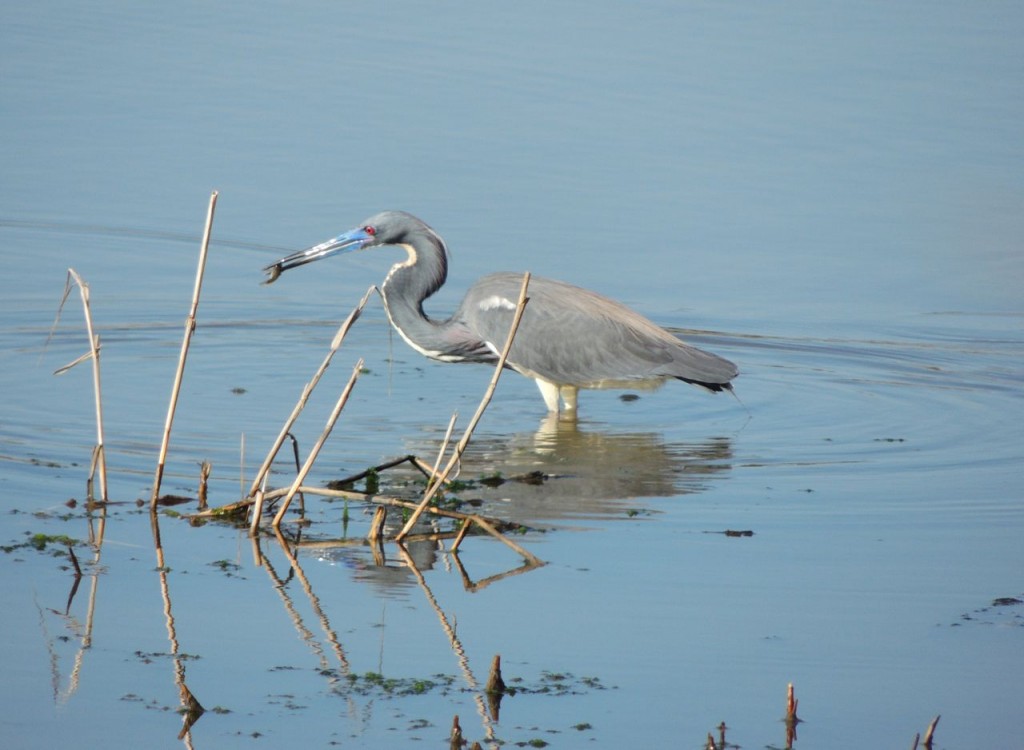 Tri-colored Heron