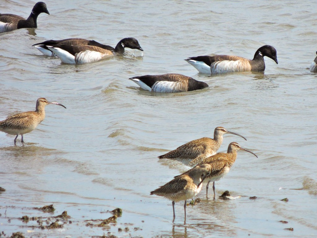 Whimbrel and Brant