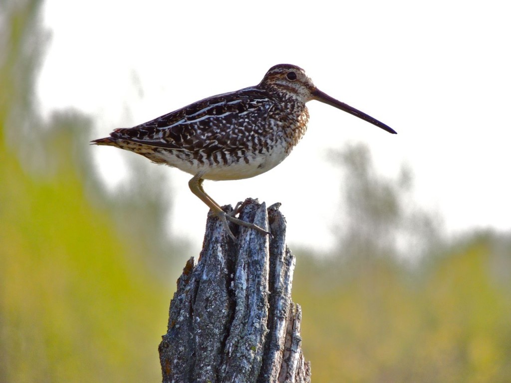 Wilsons Snipe Nr Kirkfield