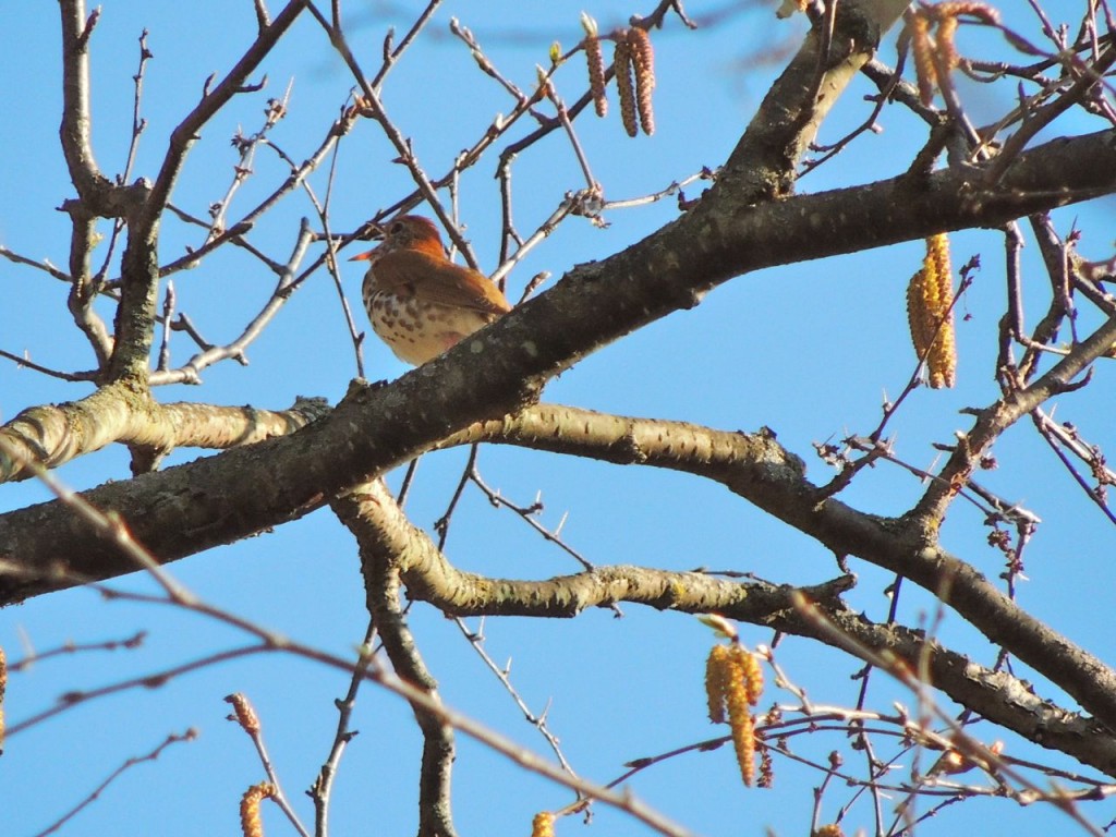 Wood Thrush in song