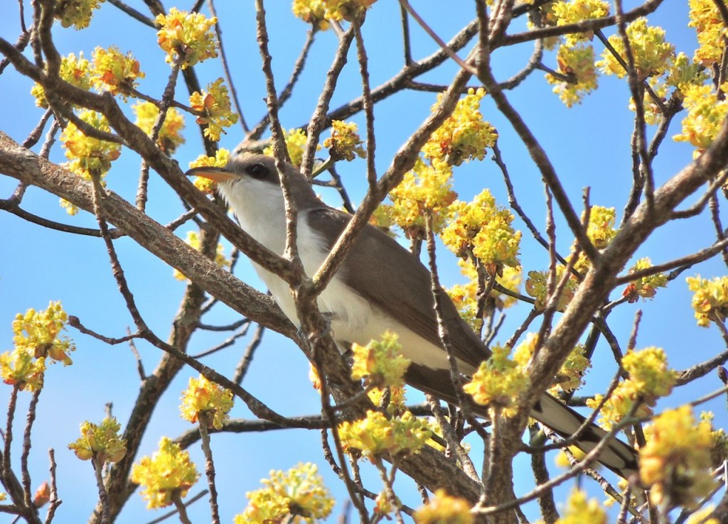 Yellow-billed Cuckoo in Sassafras flowers