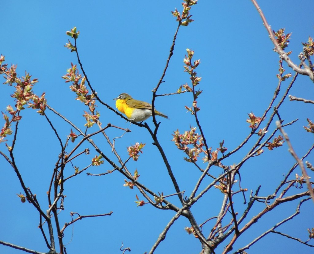 Yellow-breasted Chat