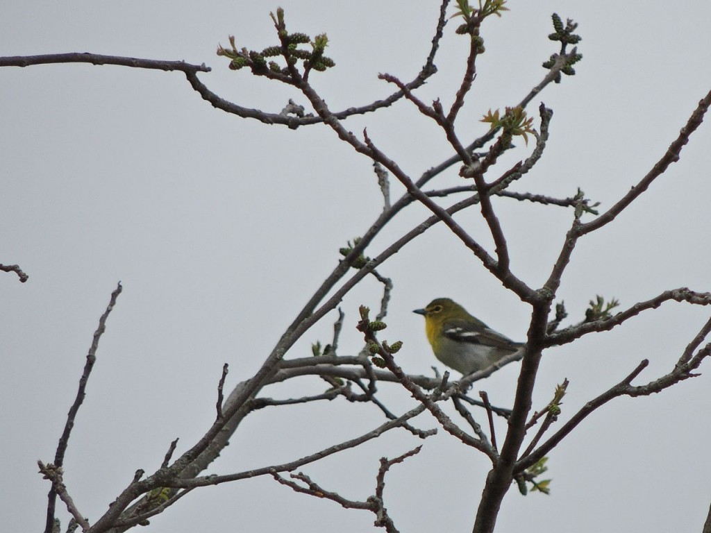 Yellow-throated Vireo