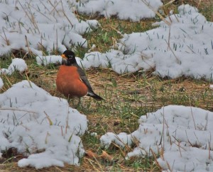 American Robin in late snow