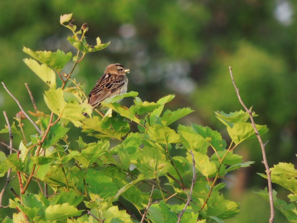 female Bobolink