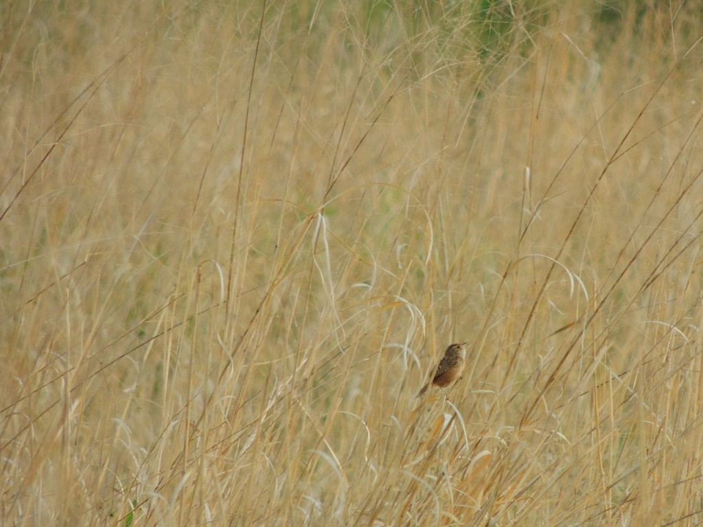 Sedge Wren