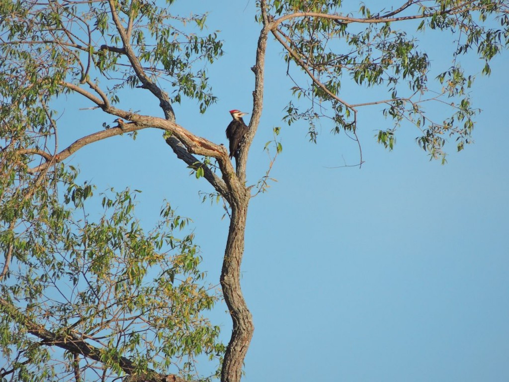 Pileated Woodpecker